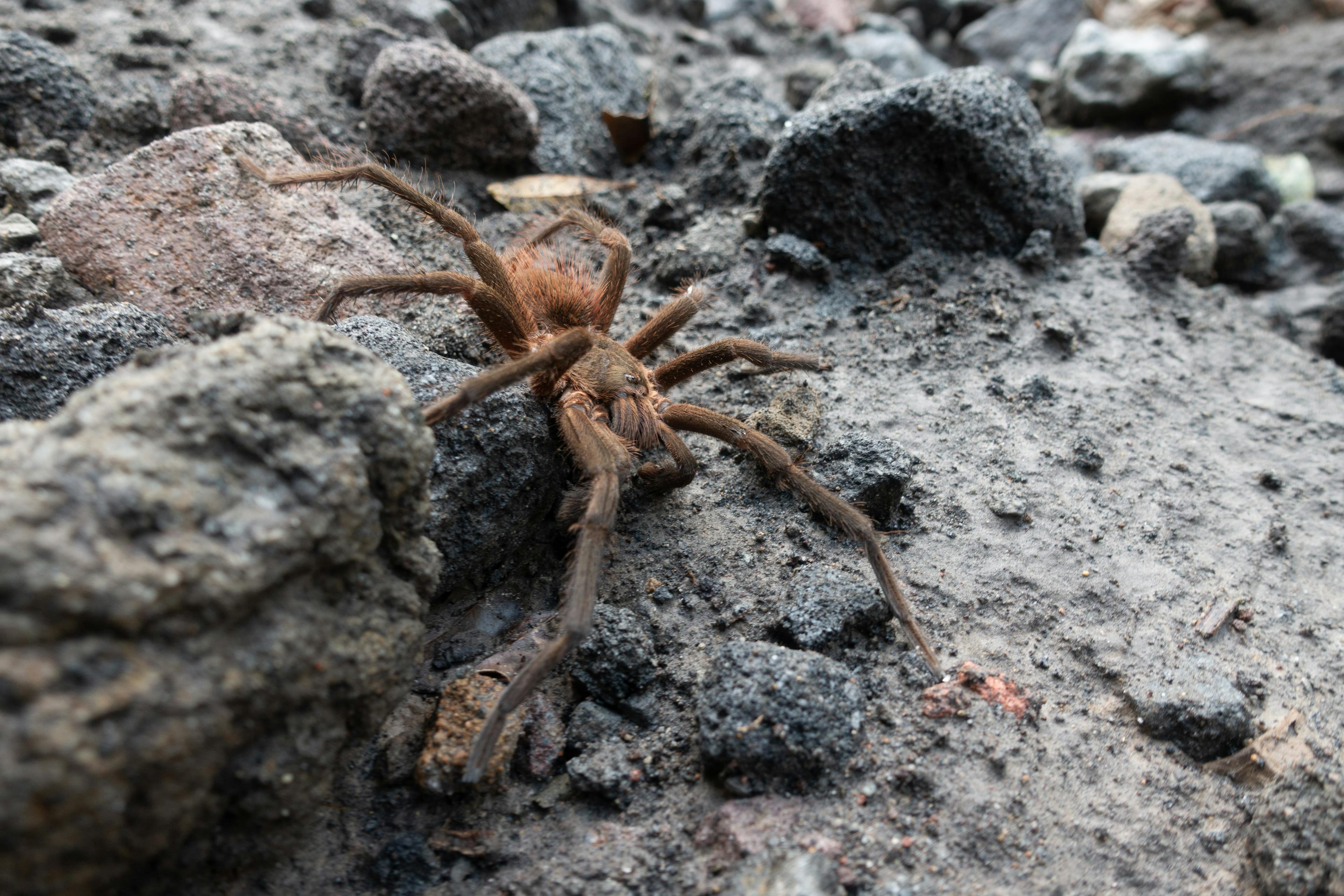 A wild tarantula. They are way cuter in person, and not nearly as deadly as Hollywood makes them out to be